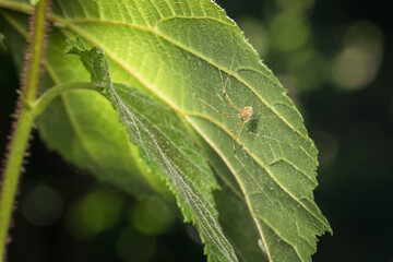 Makro detail Nahaufnahme einer kleinen dünnen Spinne mit langen Beinen die sich auf der Unterseite eines grünen Blattes versteckt, Deutschland