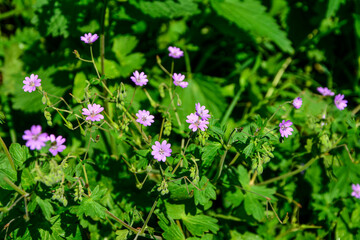 Geranium pyrenaicum purple flowers and leaves