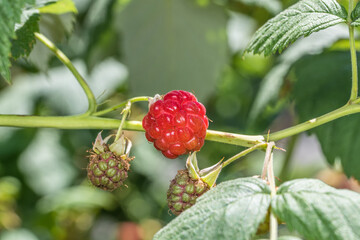 Rote Reife und noch unreife Himbeeren Frucht an einem grünen Himbeerstrauch Busch, Deutschland
