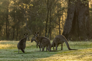 Kangaroos against the light in the early morning, NSW, Australia