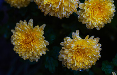 Water drops on a yellow flower petal