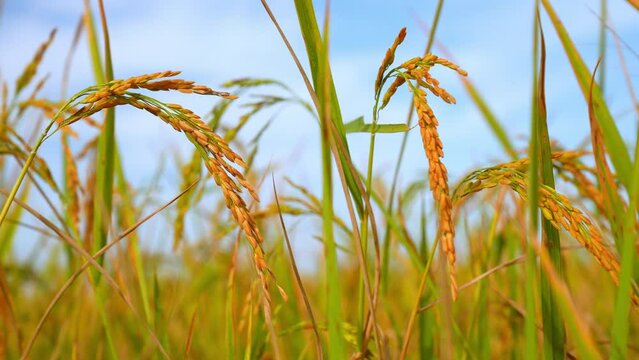 Ear rice in ric field on blue sky background of organic farm in countryside