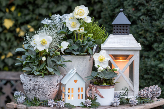 Winter-Arrangement mit Christrosen in vintage Töpfen und Laternen im Garten