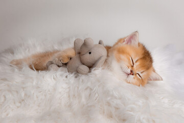 Cute little sobbing kitten sleeping on a furry white blanket