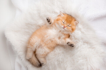 Cute little sobbing kitten sleeping on a furry white blanket