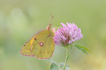 Pale clouded yellow butterfly (Colias crocea) on a pink clover blossom.