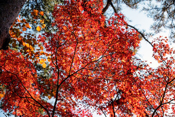 見ごろの秋の紅葉