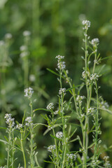 Garden cress (Lepidum sativum). On a field grown as catch crop.