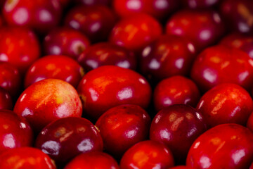 Cranberries on a black background. Ripe and organic red cranberries on a black background. Ingredient for Christmas and Thanksgiving dishes.