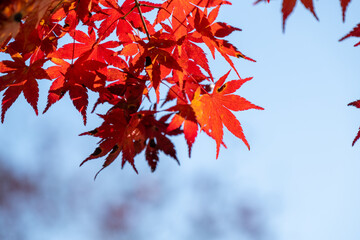 見ごろの秋の紅葉