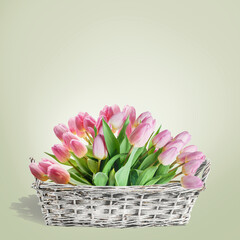 Obraz premium White basket with pretty tulips bunch at light green background, front view