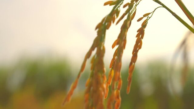 Ear rice in ric field on blue sky background of organic farm in countryside