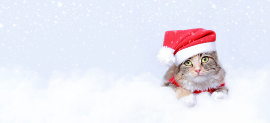 Kitten rests on white cloud. Cat close up in Santa costume. Cat looks at the camera. Kitten on a white background. Happy New Year 2023. Merry Christmas. New Year web banner with copy space. Snow falls