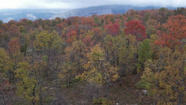 Baou Mourine autumnal forest seen from a drone
