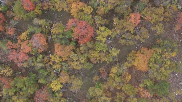 Baou Mourine autumnal forest filmed from a vertical dive