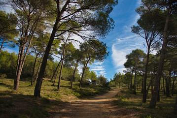 Landschaft in den Alpilles ind er Provence