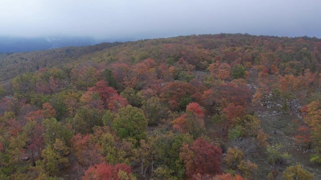 Fog on the autumnal forest of Baou Mourine filmed by drone