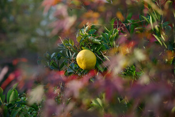 秋の景色にミカンが見える