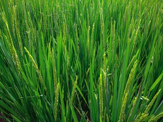 Fototapeta na wymiar Fresh green ear of rice in paddy rice field