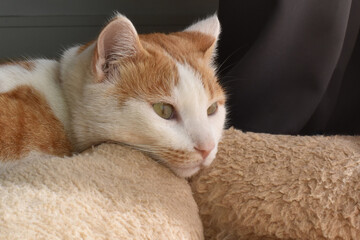 Fototapeta na wymiar Ginger and white cat lying on bed. Thoughtful face of tabby cat. Happy pet relaxing at home. 