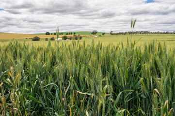 Australian Wheat Farming field scenery with crops in foreground
