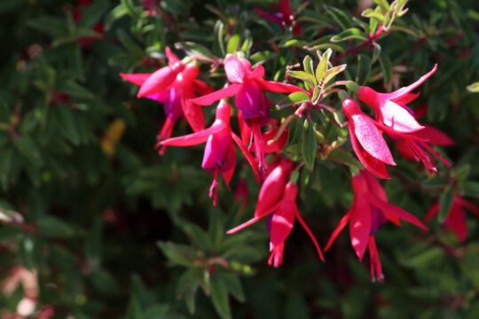 Fuchsia campos-portoi with dark purple corolla and pink-red sepals and stamens : (pix SShukla)