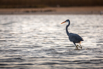 heron on the beach at sunset