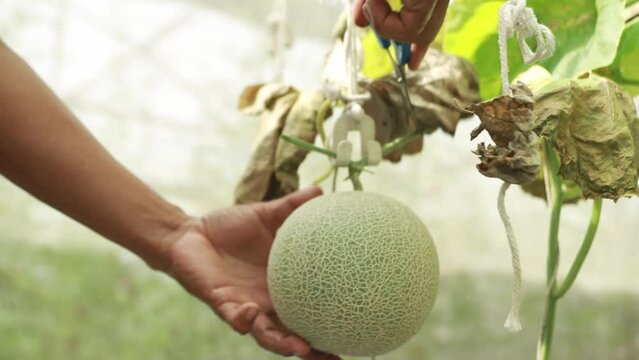 Greenhouse melon farm business : Male farmer's hand uses scissors to cut Japanese melon branches and unhooks plastic Japanese melon from rope for harvesting in organic farm for sale.