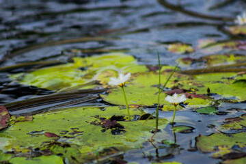 If you look closely, white fluffy lotus flowers grow on clean water with green palm leaves on the water.