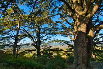 bonnieux im luberon in der Provence