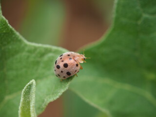Ladybird on leaf. Closeup photo, blurred.