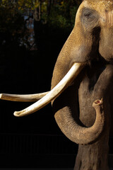 African elephant tusks and eye