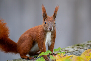 Red squirrel posing portrait autumn