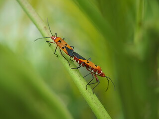 Pyrrhocoris apterus or firebug on branch. 