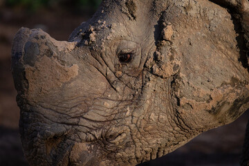 black rhinoceros face eye horn close up