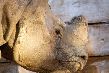 black rhinoceros face eye horn close up