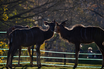 Kudu facing looking sunlight shadow backlit