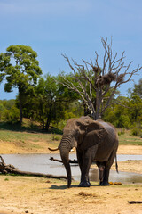 Fototapeta na wymiar a big African elephant bull at a scenic waterhole