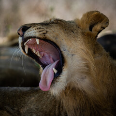 Fototapeta premium a young male lion resting in the shade