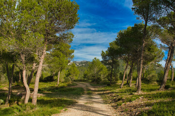 Kiefernwald in den Alpilles in Südfrankreich