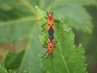 Pyrrhocoris apterus or firebug on gumbo  leaf. 