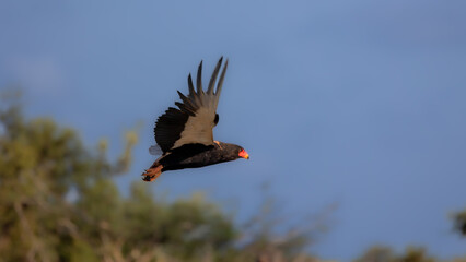 a Bataleur in flight, Kruger national park