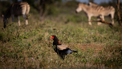 Bateleur eagle feeding on the ground