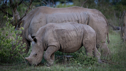 Obraz premium a young white rhino calf