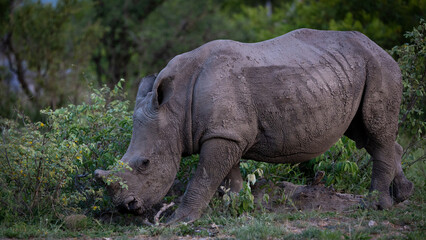 White rhino calf in the wild