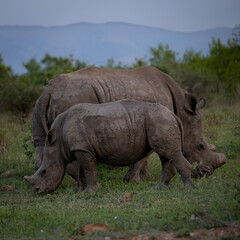 Obraz premium a young white rhino calf