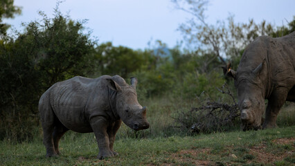 Fototapeta premium a young white rhino calf