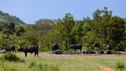 Fototapeta na wymiar herd of buffalo at a waterhole