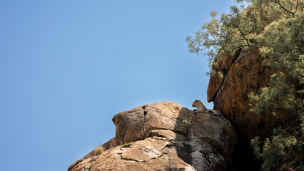 a leopard on a huge boulder
