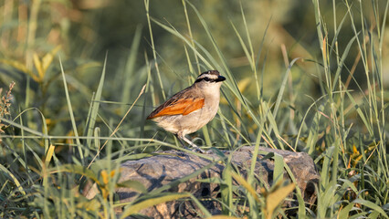 a brown crowned tchagra without a tail